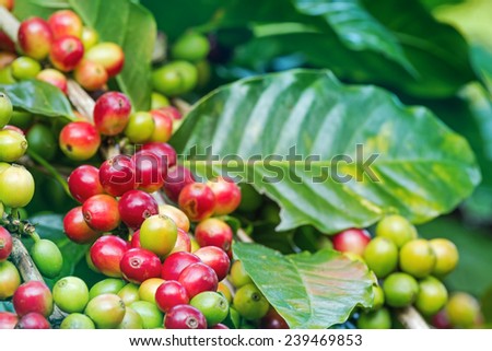 Arabica coffee berries getting ripe on its tree in farm
