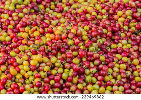 Close up of red Arabica coffee berries background
