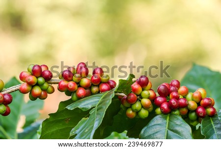 Arabica coffee berries getting ripe on its tree in farm