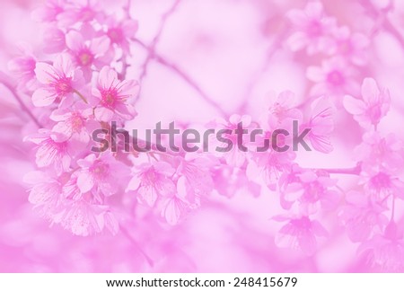 Pink flowers of the cherry blossoms on spring day in soft color background (Prunus cerasoides)