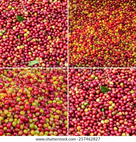 Collection of red Arabica coffee berries background