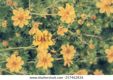 Top view of yellow flowers of Dahlberg Daisy or Golden Fleece in springtime - Vintage effect style pictures