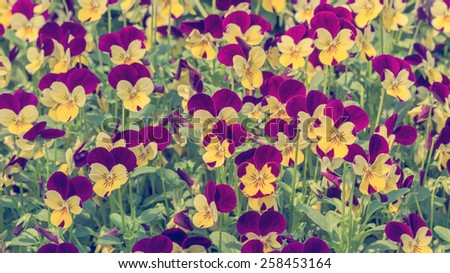 Group of yellow with purple color pansy flowers in spring garden - Vintage effect style pictures