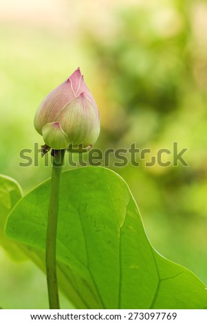 Pink Nelumbo nucifera lotus bloom with green leaf