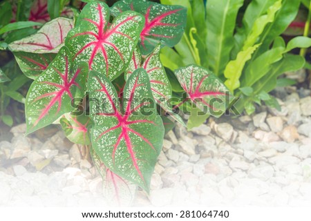 Fancy Leaved Caladium growth in flower garden - Color filter effect style pictures