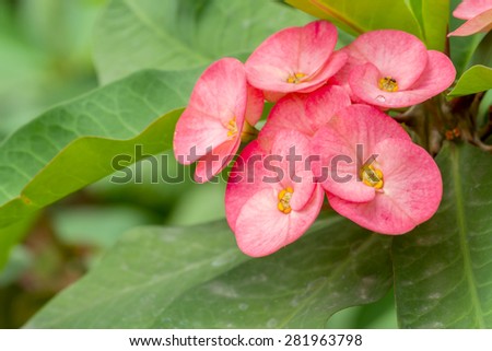 Close up of pink crown of thorns or euphorbia milli desmoul flower blossom in flower garden