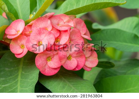 Close up of pink crown of thorns or euphorbia milli desmoul flower blossom in flower garden