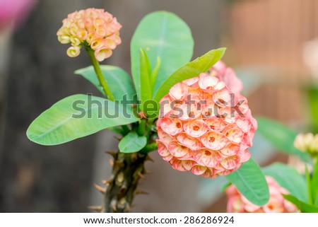 Round shape of pink crown of thorns or euphorbia milli desmoul flower blossom in flower garden