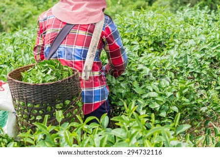 Tea worker picking tea leaves in tea plantation in northern of Thailand