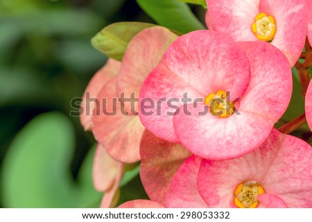 Cluster of pink crown of thorns or euphorbia milli desmoul flower blossom in flower garden