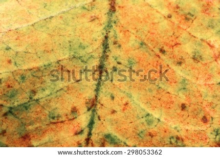 Texture of crown of thorns or euphorbia milli desmoul leaf background
