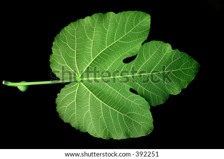 Fig Leaf - green