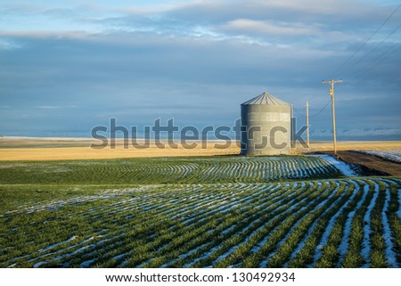 Grain bin among wheat fields in winter