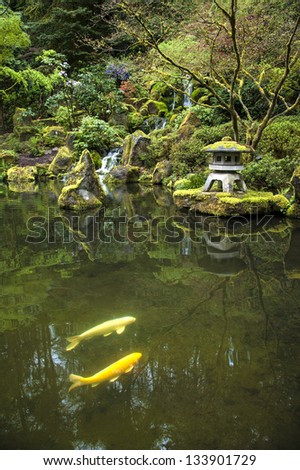 Koi in a garden pond in a Japanese garden