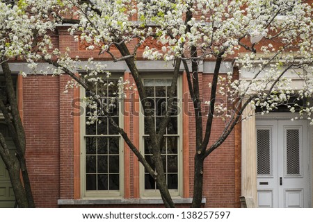 Blossoming tree near an old apartment building, Manhattam, New York City