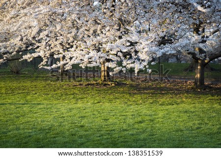 Blooming cherry tree in Central Park, New York City