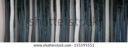 Rows of poplars in a tree farm, for the paper industry