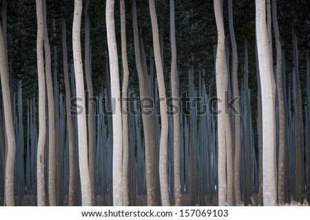 Rows of poplars in a tree farm, for the paper industry
