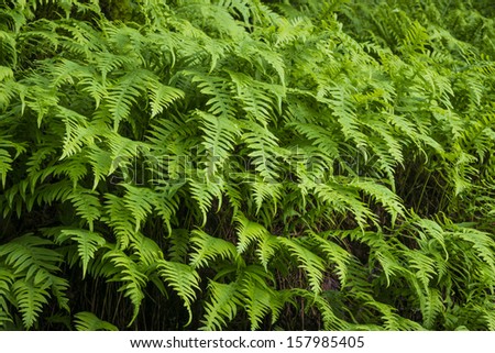 Many sword ferns, Polystichum munitum, growing together