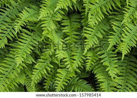 Many sword ferns, Polystichum munitum, growing together