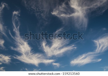 High, bird-shaped Cirrus clouds in blue sky