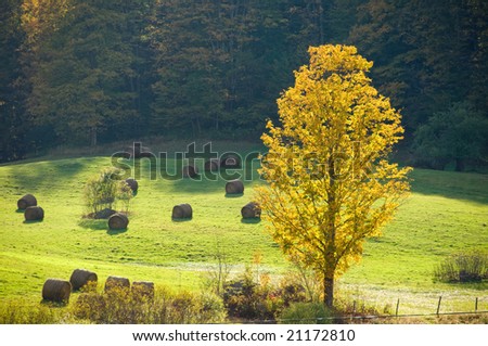 Autumn sunlight striking a yellow tree in a green field