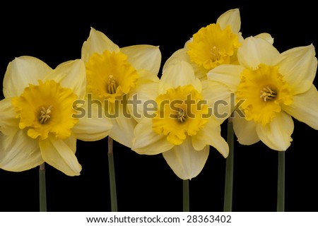 Line of daffodils in isolated format, with black background .