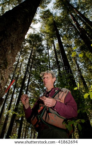 Forester using an auger to tell the age of a Douglas fir