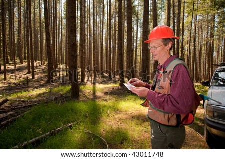 Forester reading a map in a forest among Douglas fir trees