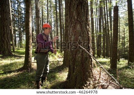 Forester using an auger to tell the age of a Douglas fir