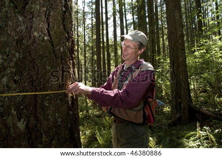 Forester using a tape measure to guage the girth of a Douglas fir