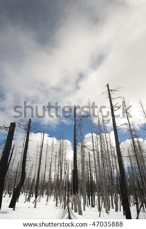 Aftermath of forest fire in Yellowstone, in snow, winter.