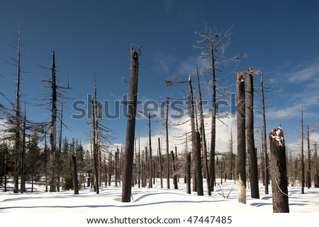 Aftermath of forest fire in Yellowstone, in snow, winter.