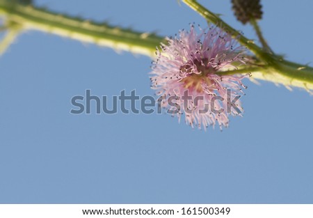 sensitive plant flower and sky