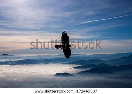 Common blackbird flying in Storzic, Slovenia.