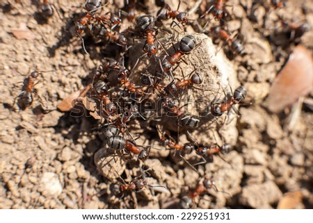 Background of a Red Ant colony (Formica rufa).