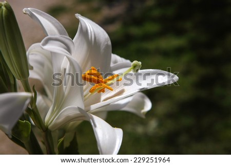 Madonna lily (Lilium candidum).