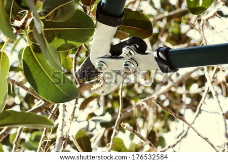Hand cut trim prune fruit tree branch with clippers scissor in spring garden on background of blue sky