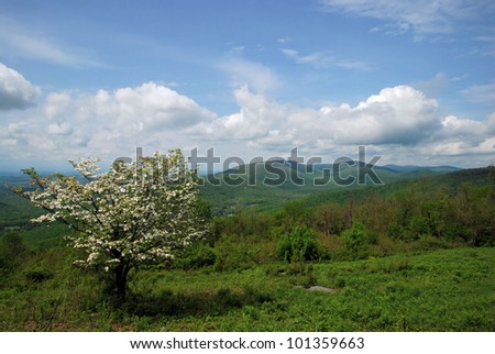 View of the Blue Ridge Mountains in Virginia / Dogwood Ridge