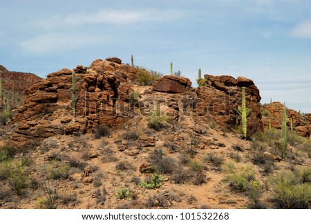 View of the Arizona desert / The Living Desert