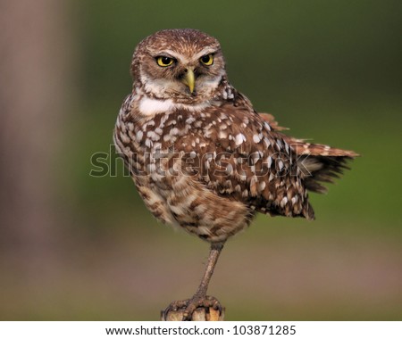 Burrowing Owl / Taking A Stand