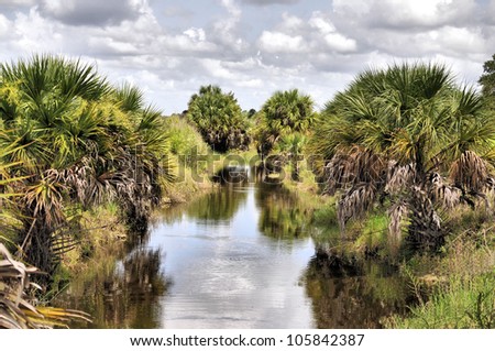 Cabbage Palms in central Florida / The Cabbage Palm