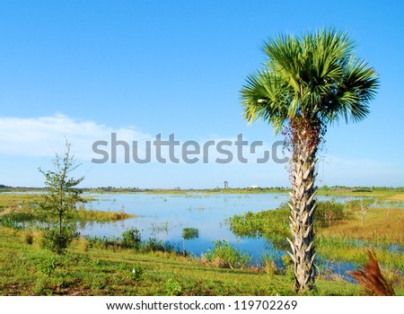 View of Wellington Marsh in Florida / The Cabbage Palm