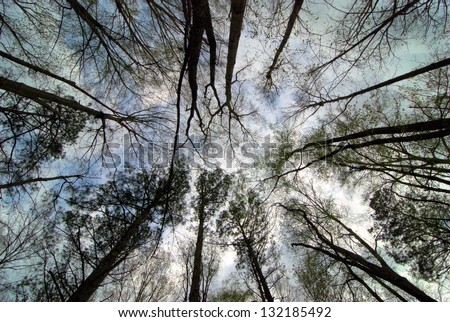 Laying in the forest looking up. / Tree Tops