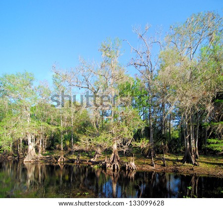 Fisheating Creek in south Florida / Swamp Scene