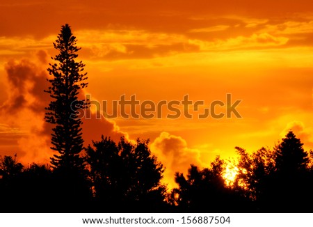 Sunrise from the Florida wetlands / The Tallest Tree