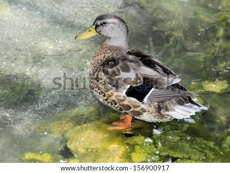 Duck in the wild of South Florida / Like a Duck in Water