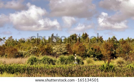 Views from the Dupuis Nature Area in south Florida / Tropical Autumn