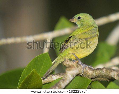 The Female Painted Bunting / Female Painted Bunting