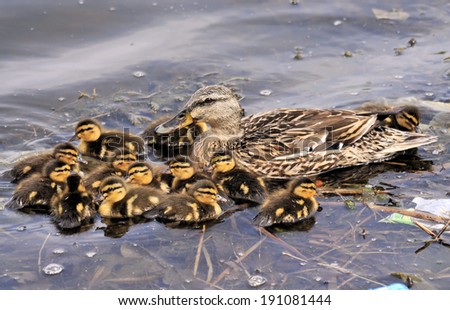 Female Mallard Duck and Ducklings / Gather Round Children